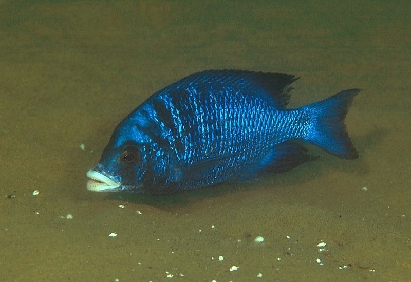 Placidochromis phenochilus 'Mdoka Reef'